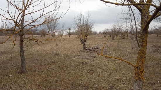 Заброшенный ореховый сад. Северо-Кавказское межрегиональное управление Россельхознадзора