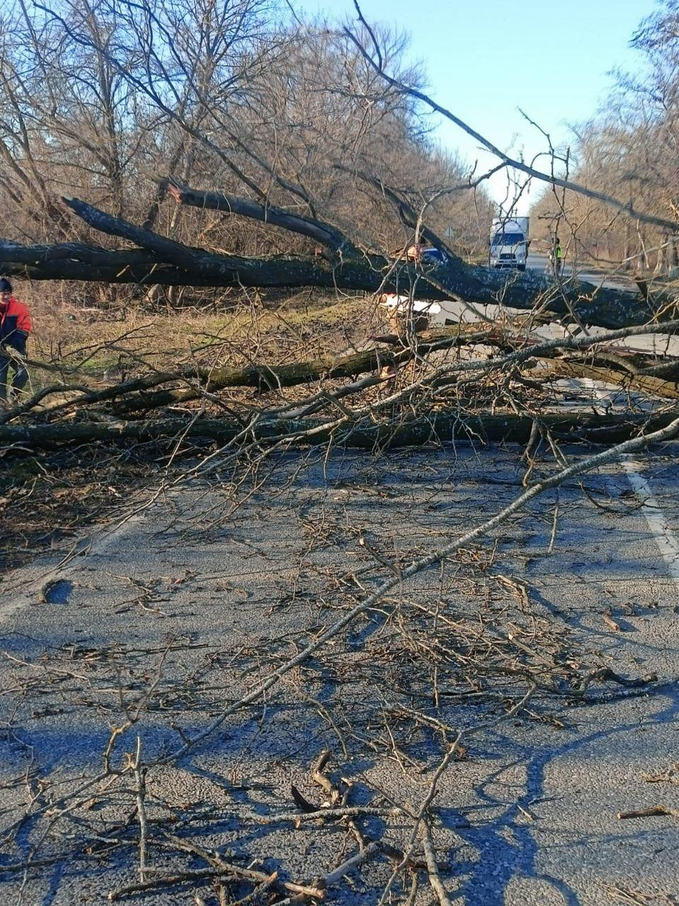 На трассе в Курском округе сильный ветер повалил дерево