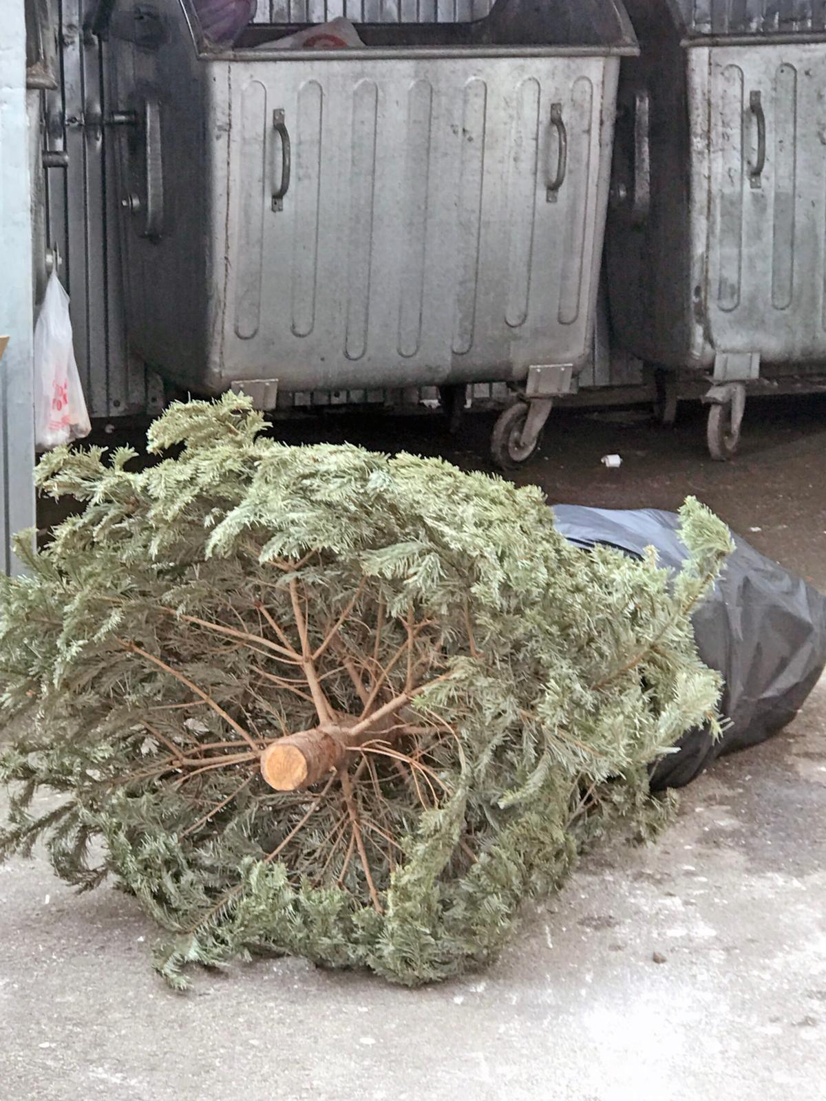 Судьба елок после Нового года