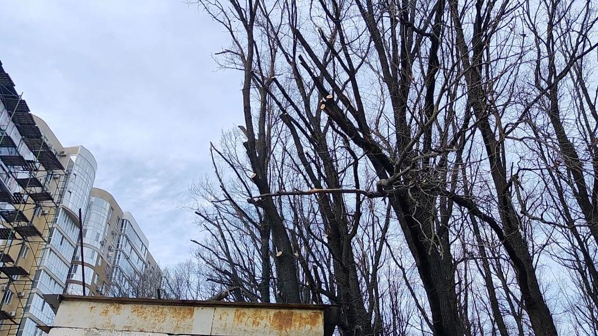 Проверку по поводу рубки деревьев в Дубовой Роще начала полиция Ставрополя