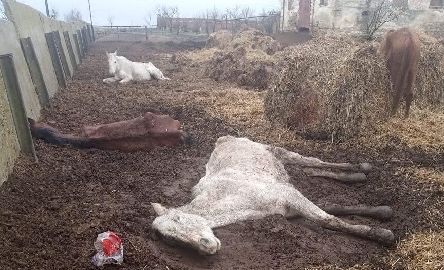 Волонтеры рассказали о падеже десятков лошадей на Ставрополье