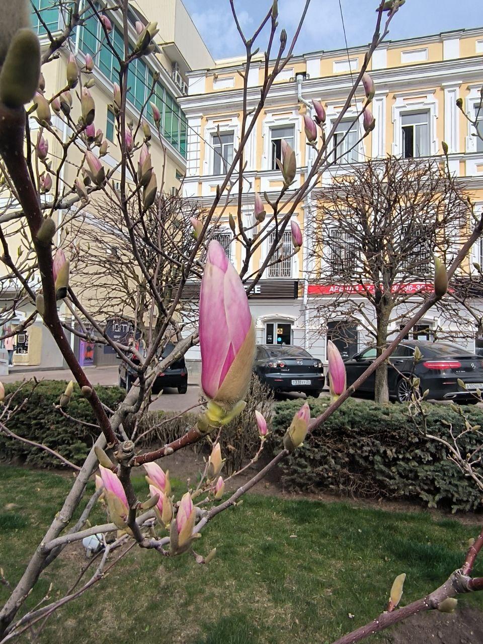 В центре Ставрополя на днях распустятся магнолии