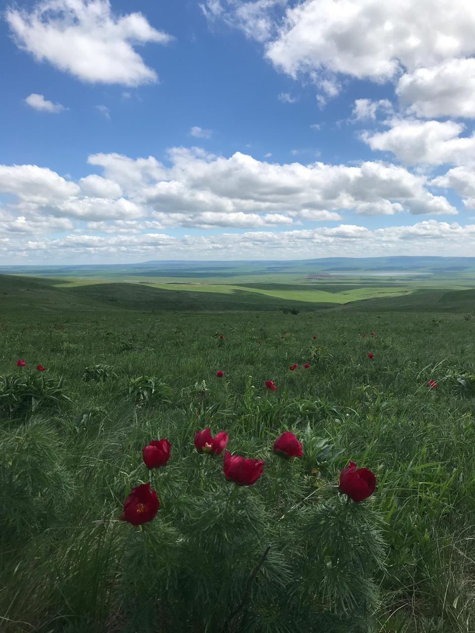 На просторах Ставрополья распустились узколистные пионы