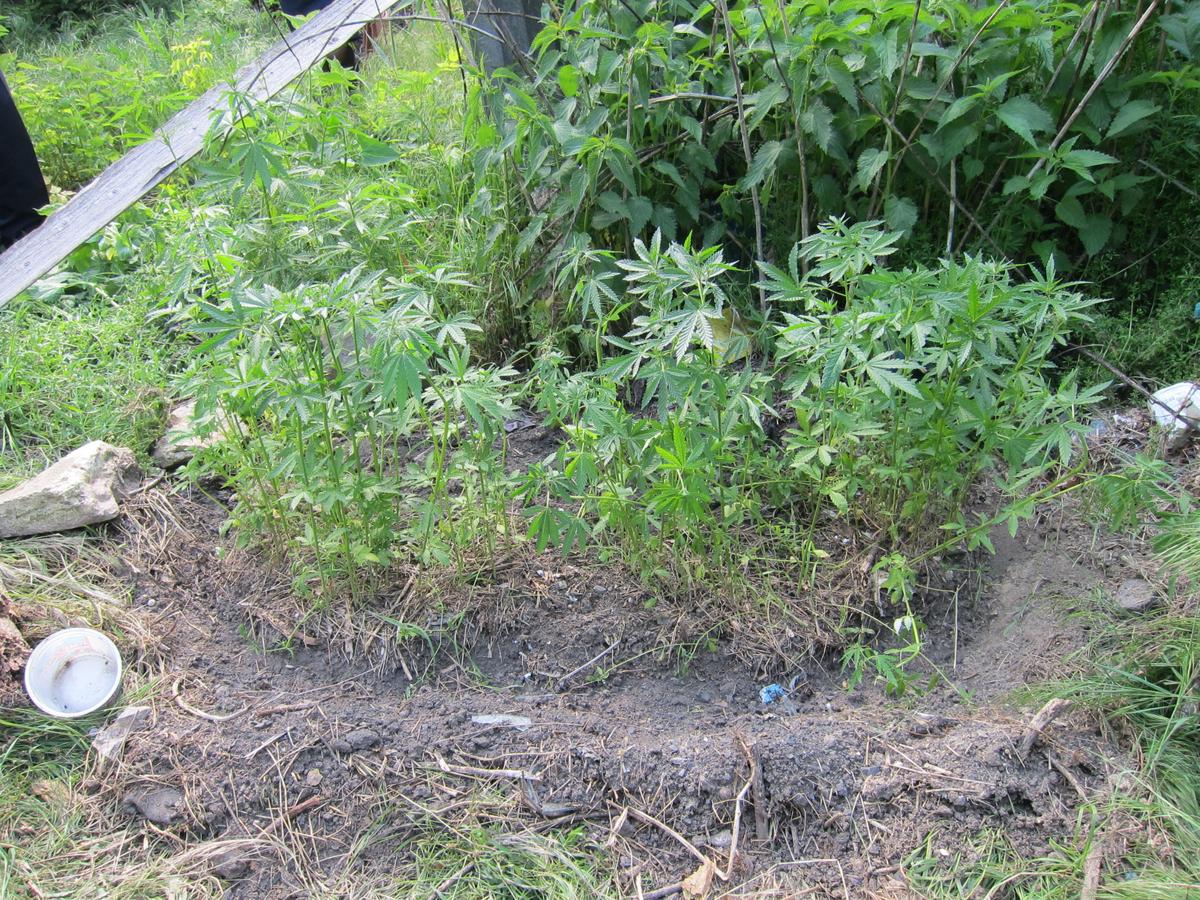 Житель Новоселицкого округа выращивал коноплю на приусадебном участке