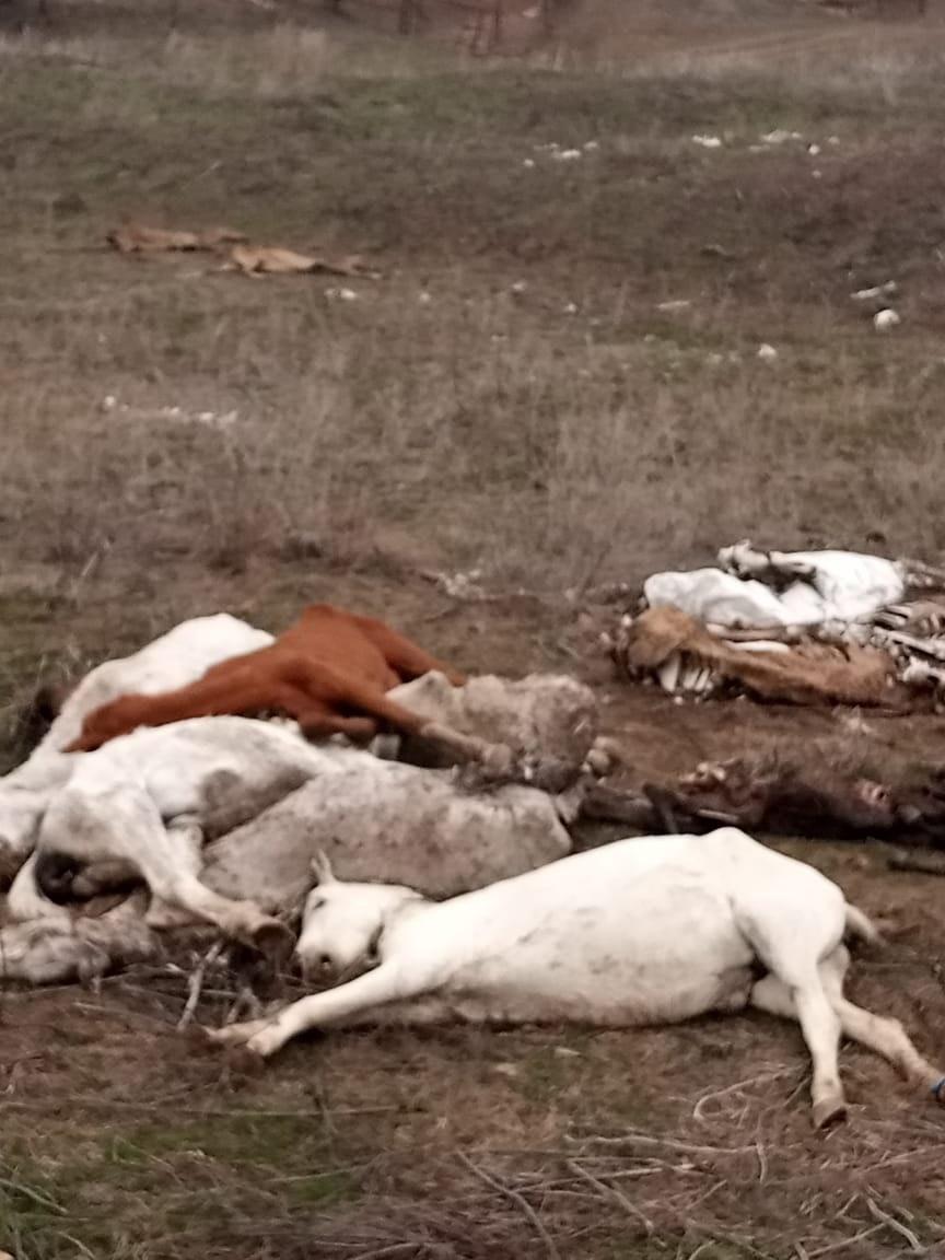 СКР инициировал передачу уголовного дела о погибших лошадях в свое производство