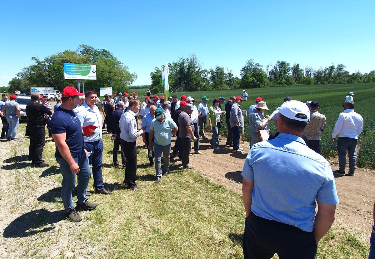 День Поля прошел в Новоселицком округе Ставрополья