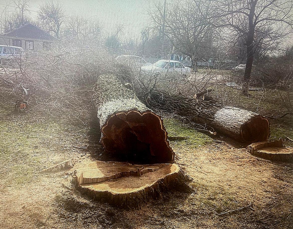 На Ставрополье житель соседней республики срубил четыре дерева