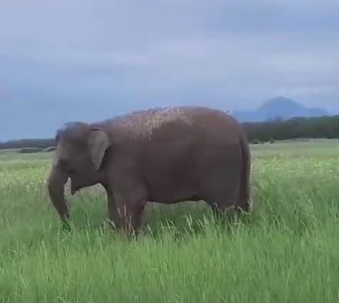 Индийских слонов выпустили погулять под Минводами из передвижного цирка