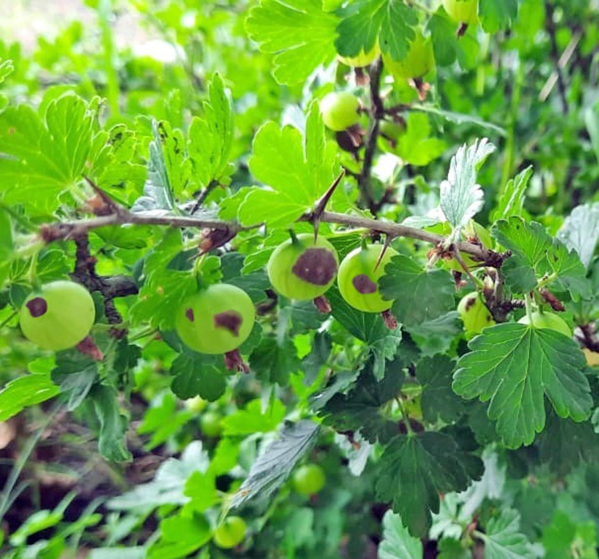 Больные – крыжовник и смородина. Диагноз  и лечение