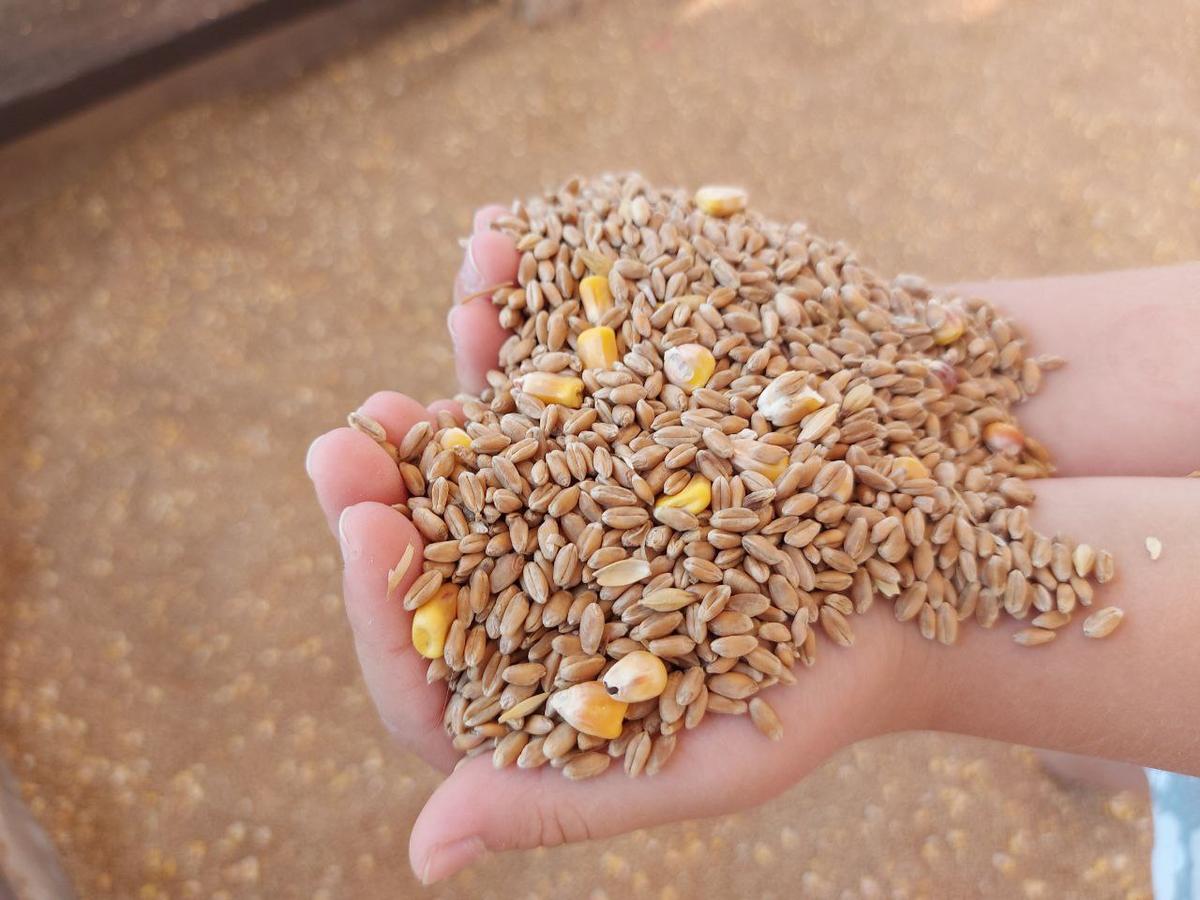 Аграрии Ставрополья собрали 7,8 млн тонн зерновых