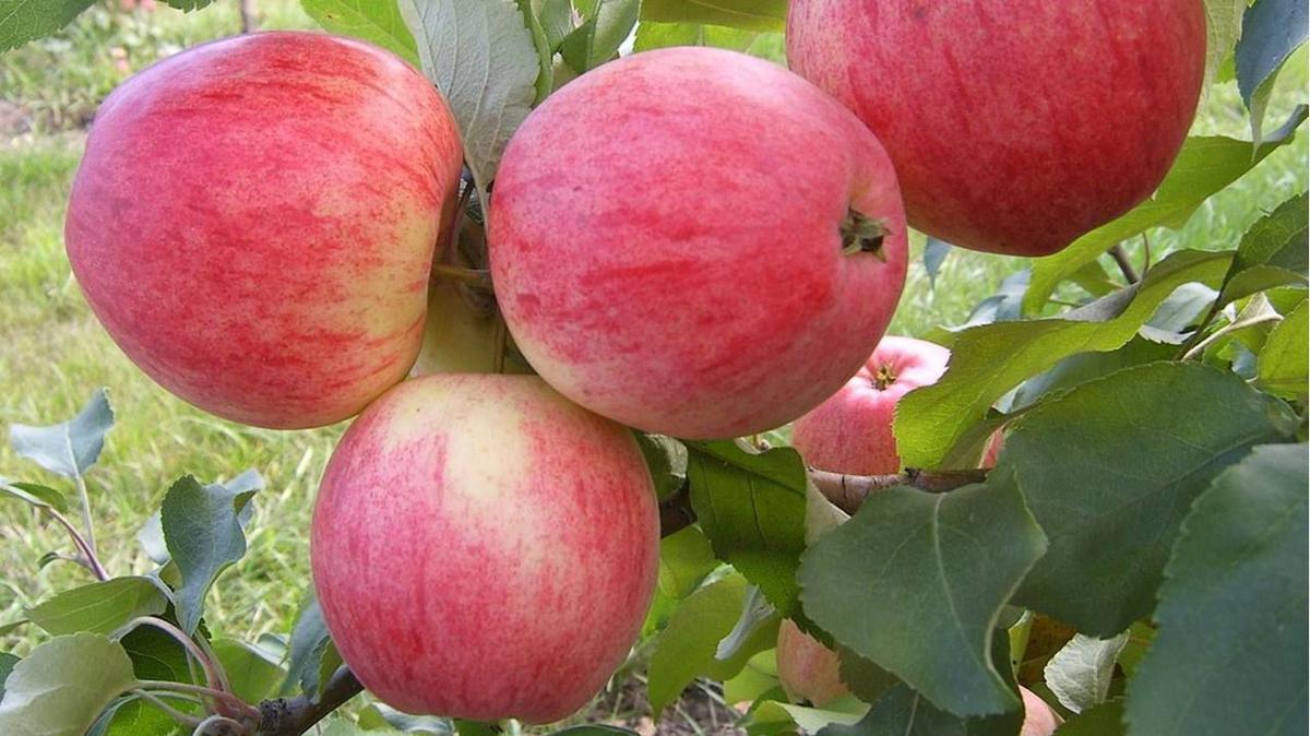 На Ставрополье собрали первые 35 тонн яблок летних сортов