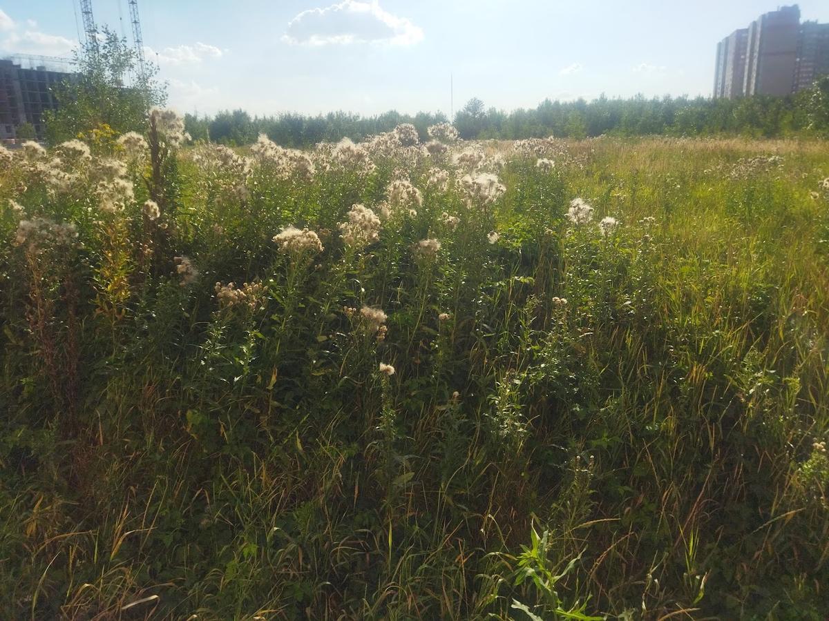 Принят закон о сроке освоения городских земель, садов и огородов