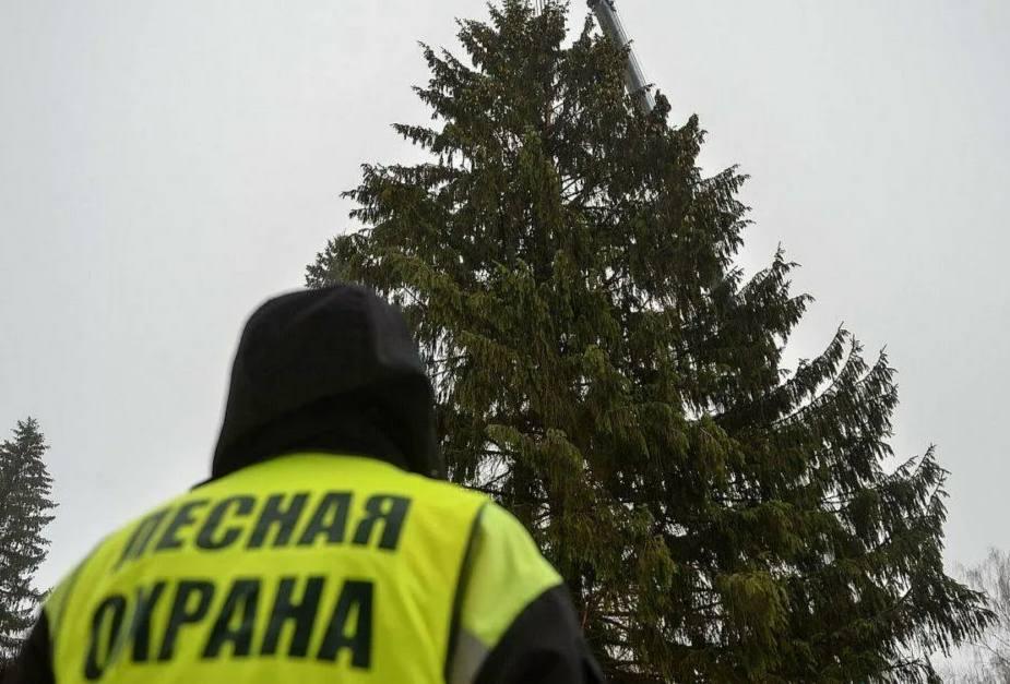 Ставропольцев призывают покупать ёлки только на официальных базарах