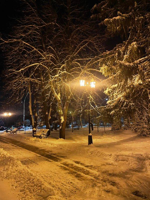 Ставропольцам напомнили о правилах посещения лесов в Новый Год