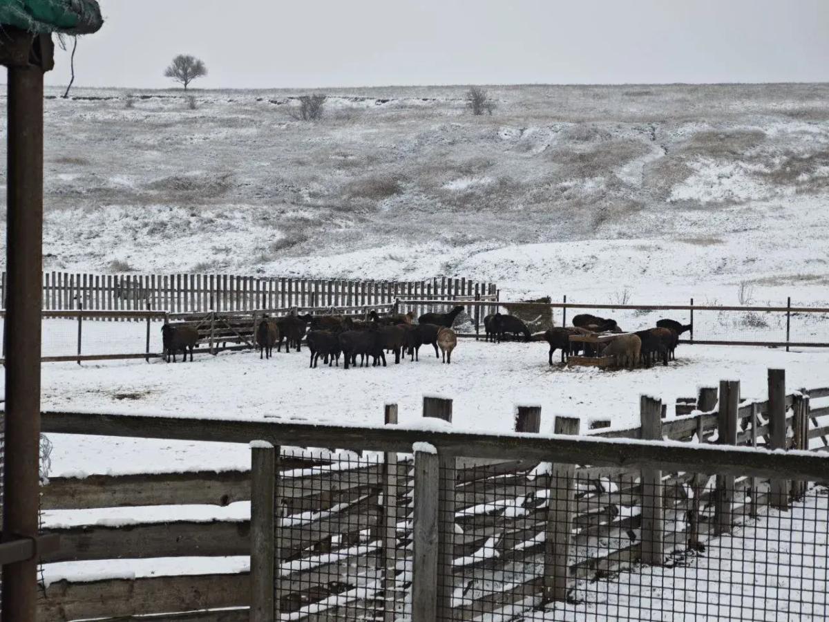 Ставропольские хозяйства полностью готовы к зимовке скота