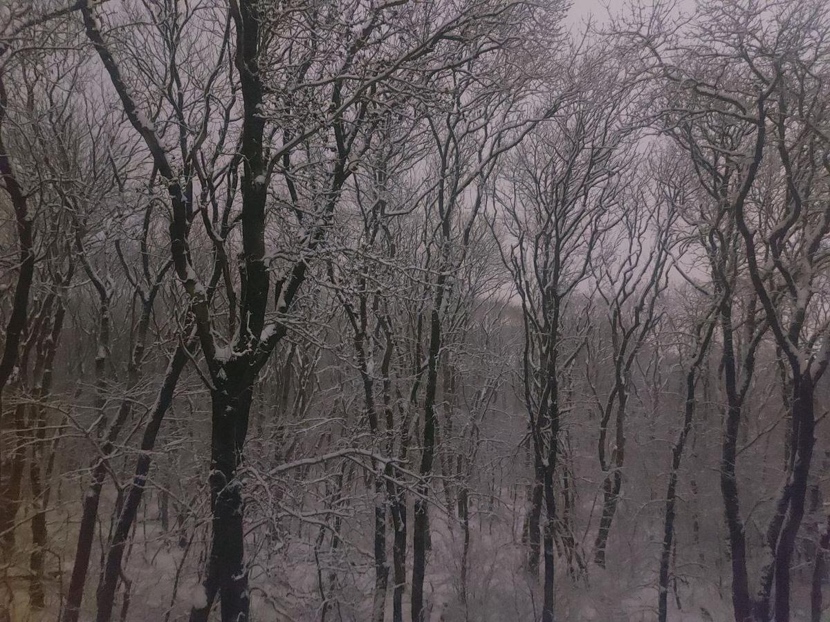 Штормовое предупреждение из-за обильного снегопада объявили на Ставрополье