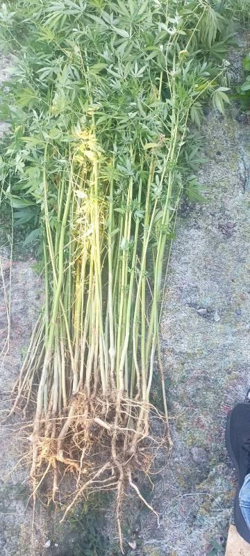 В Шпаковском округе мужчина ответит в суде за выращивание конопли