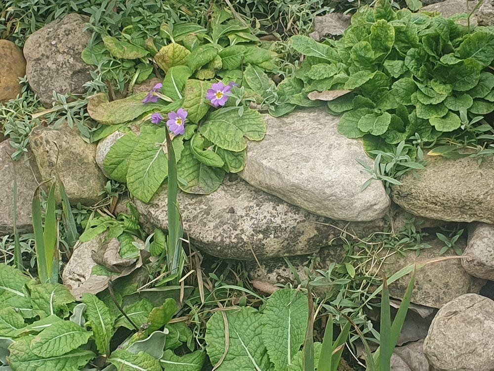 На Ставрополье снег будут встречать цветущие фиалки