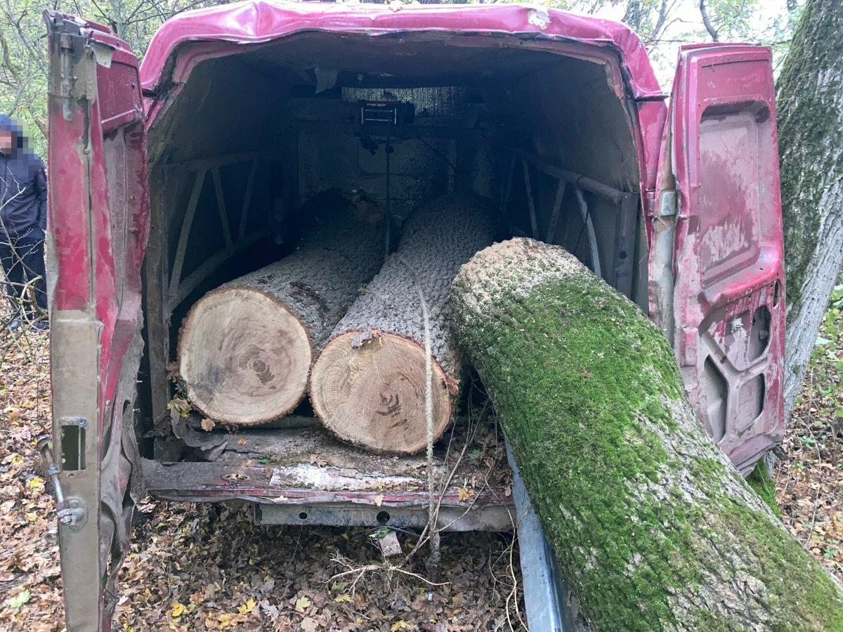 На Ставрополье лесные браконьеры спилили дубы на 2,5 млн рублей