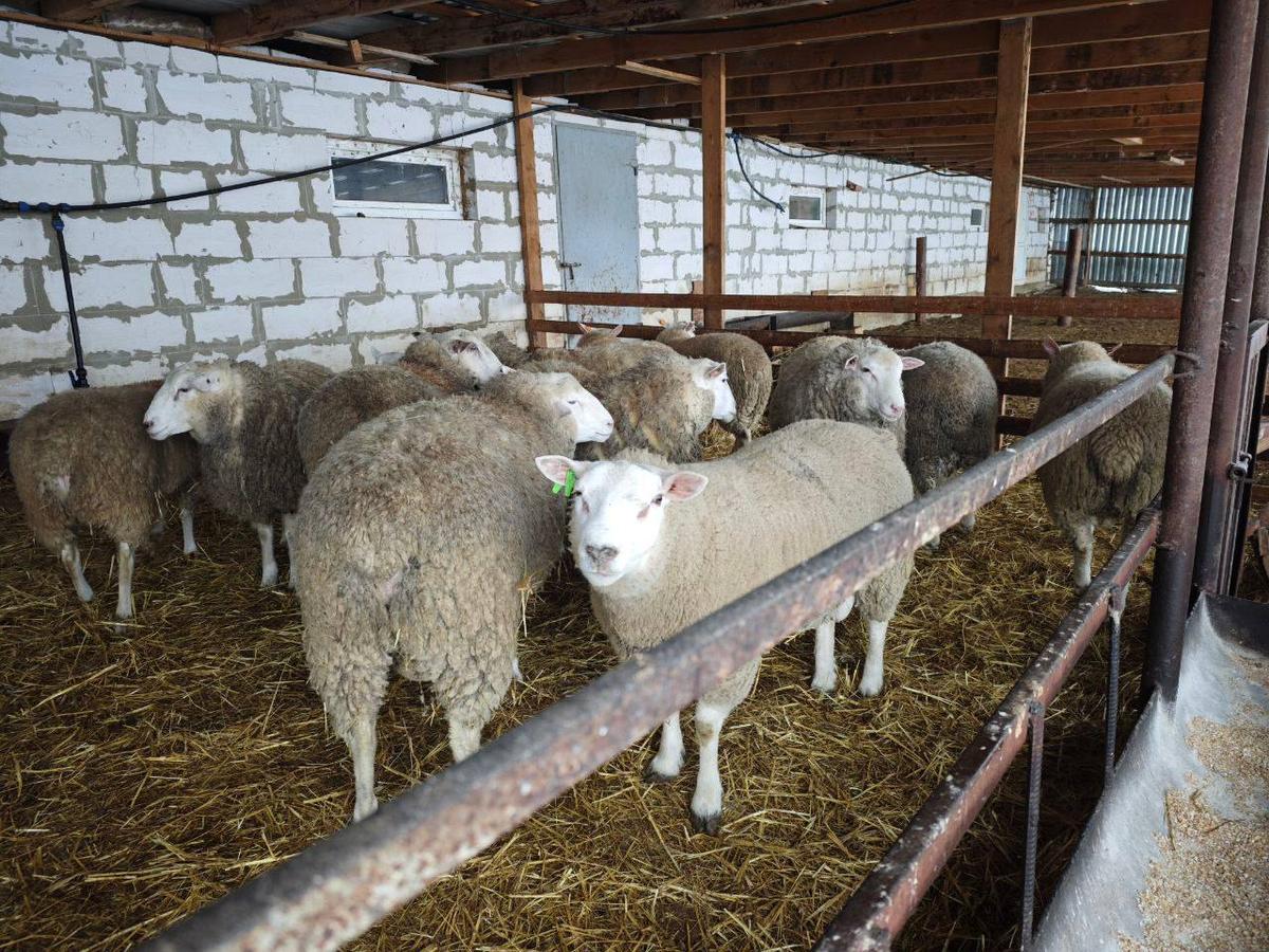 В этом году на Ставрополье просубсидируют производство шерсти на 54 млн рублей