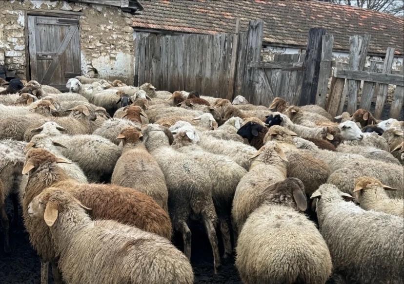 В Ставрополье расследуют мошенничество с сельхозсубсидией на 4,3 млн рублей