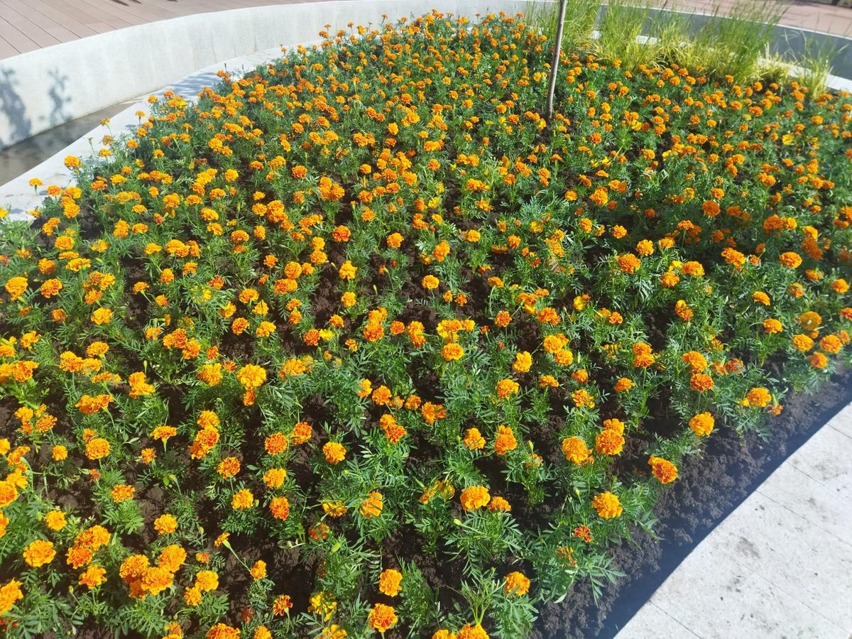 Главу Ставрополя поблагодарили за яркие клумбы в городе