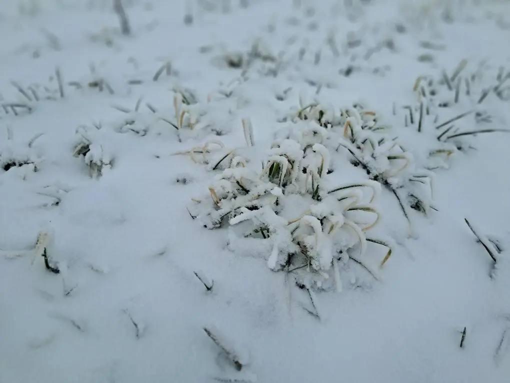 Аграрии Кировского округа довольны состоянием озимых