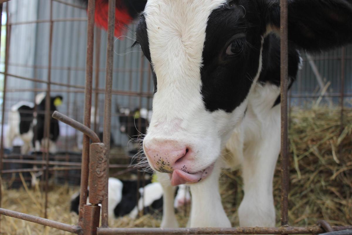 Животноводам Ставрополья выплачивают компенсации на геномную оценку