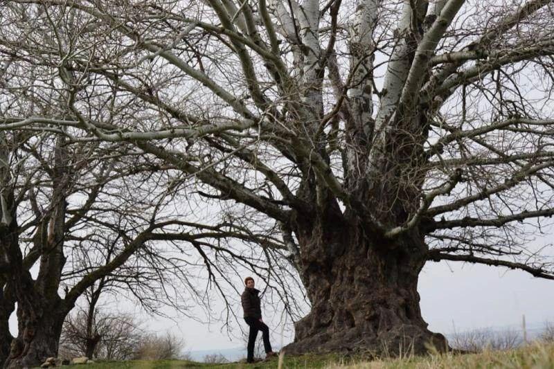 В минприроды Ставрополья рассказали о тополе-долгожителе