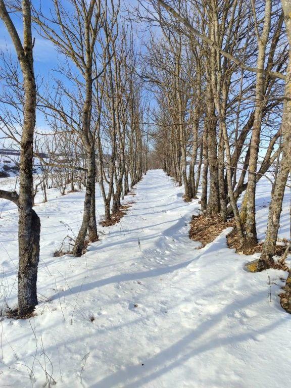 На Ставрополье активно займутся восстановлением лесополос