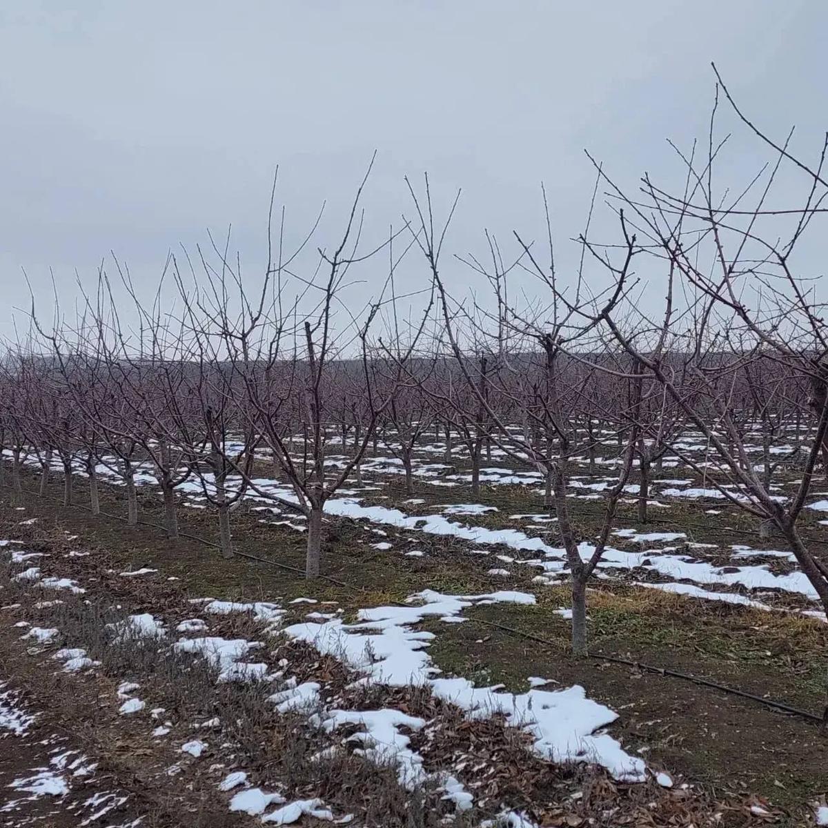 Глава Ставрополья заявил о продолжении поддержки садоводства