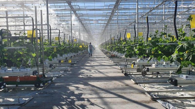 До конца года в Предгорном округе создадут новый тепличный комплекс