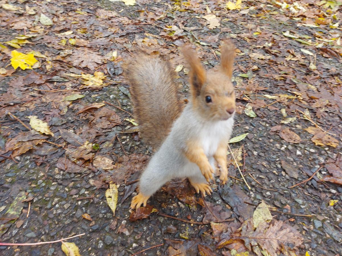 В Железноводске озаботились увеличением популяции белок