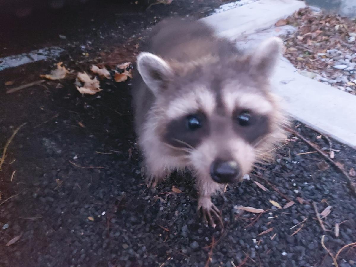 В Железноводске еноты облюбовали трубы с теплой минеральной водой