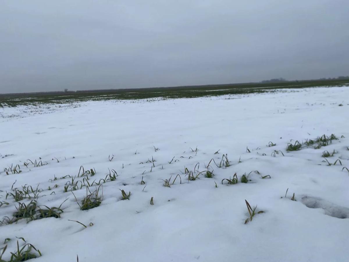 На Ставрополье прошла оценка состояния озимых культур