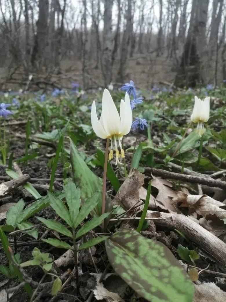 В минприроды Ставрополья призывают отказаться от покупки цветов у браконьеров