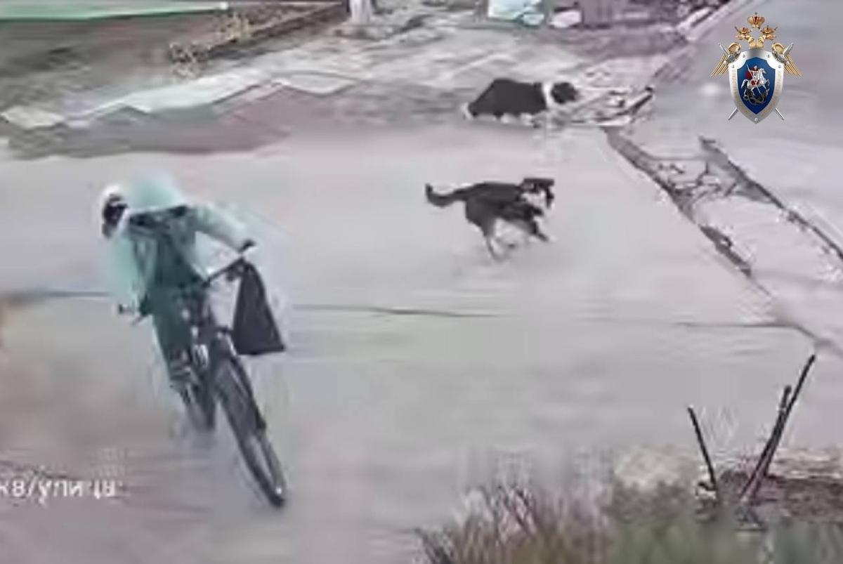 В Ессентуках возбудили уголовное дело после нападения собак на ребенка