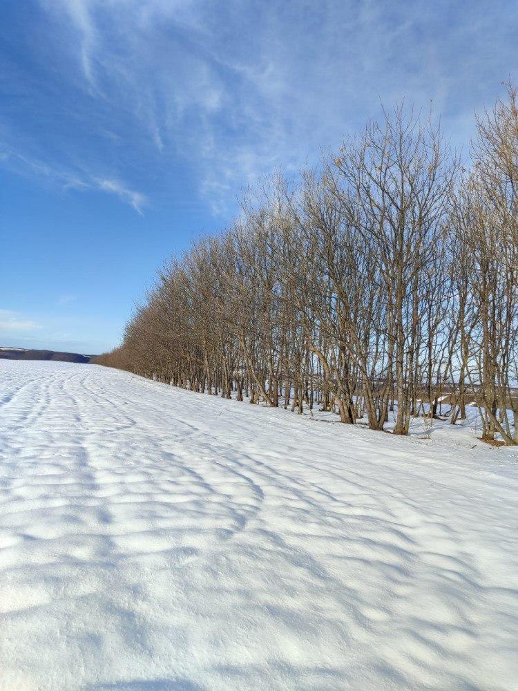 На Ставрополье приступили к уходным работам в лесополосах