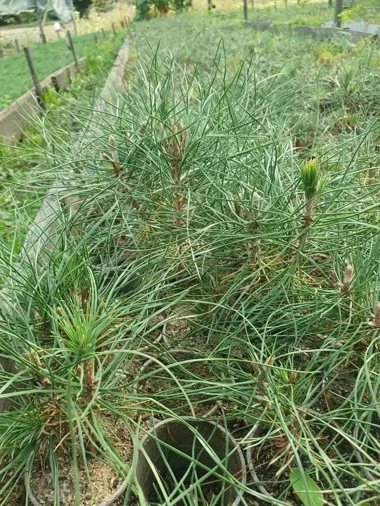 Благодаря нацпроекту на Ставрополье в 2026 году заложат 54 га лесных массивов