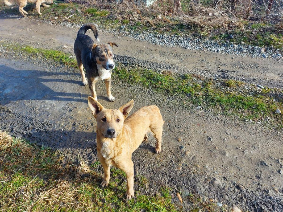 В Ессентуках пытались поджечь машину специалистов по отлову собак