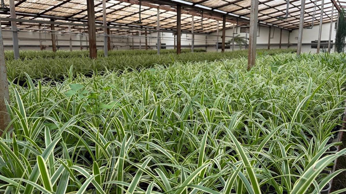 В этом году Ставрополь украсят более 900 тысяч растений