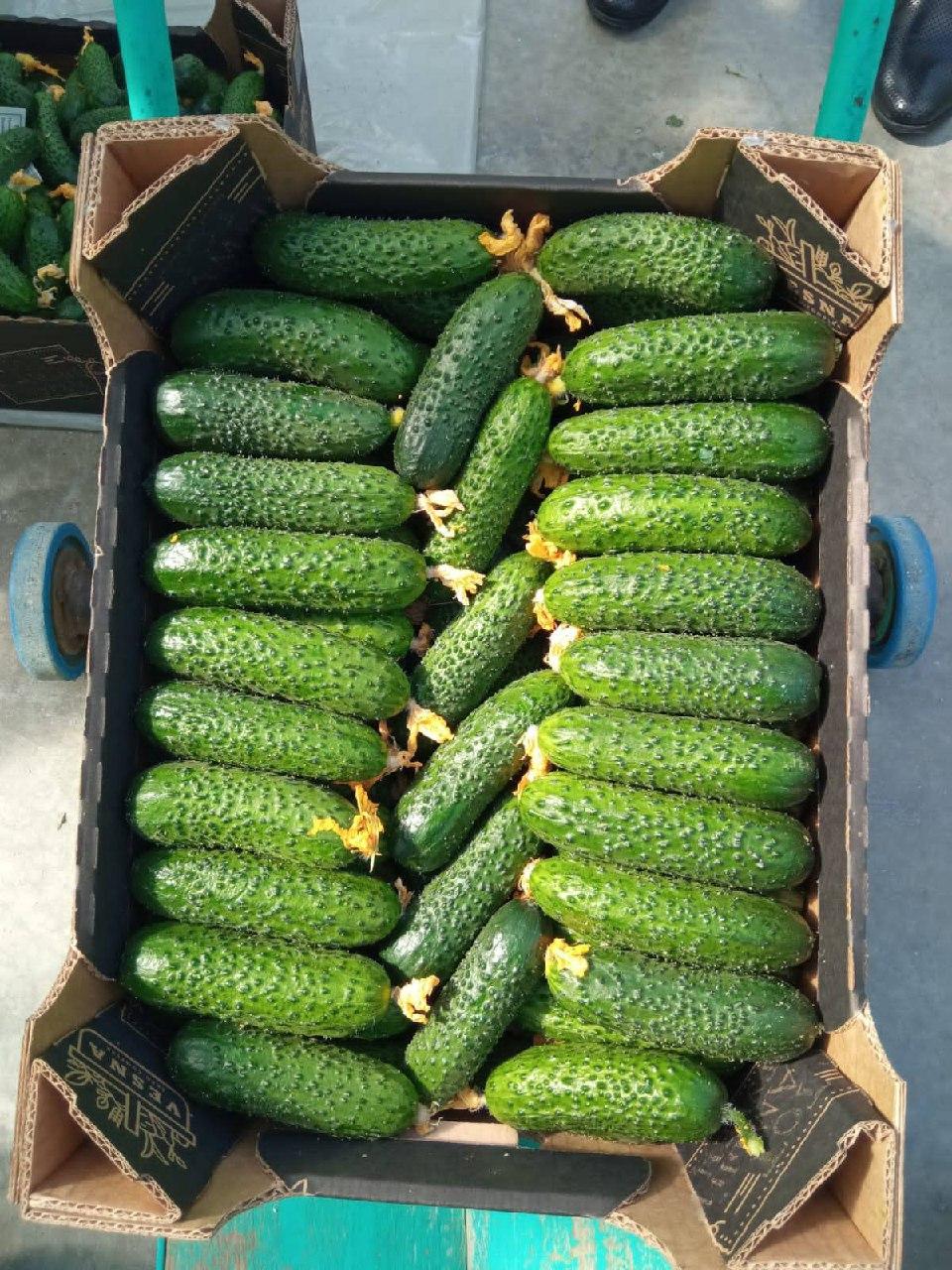 В 2026-м аграрии Ставрополья произвели уже более 6 тысяч тонн овощей в теплицах