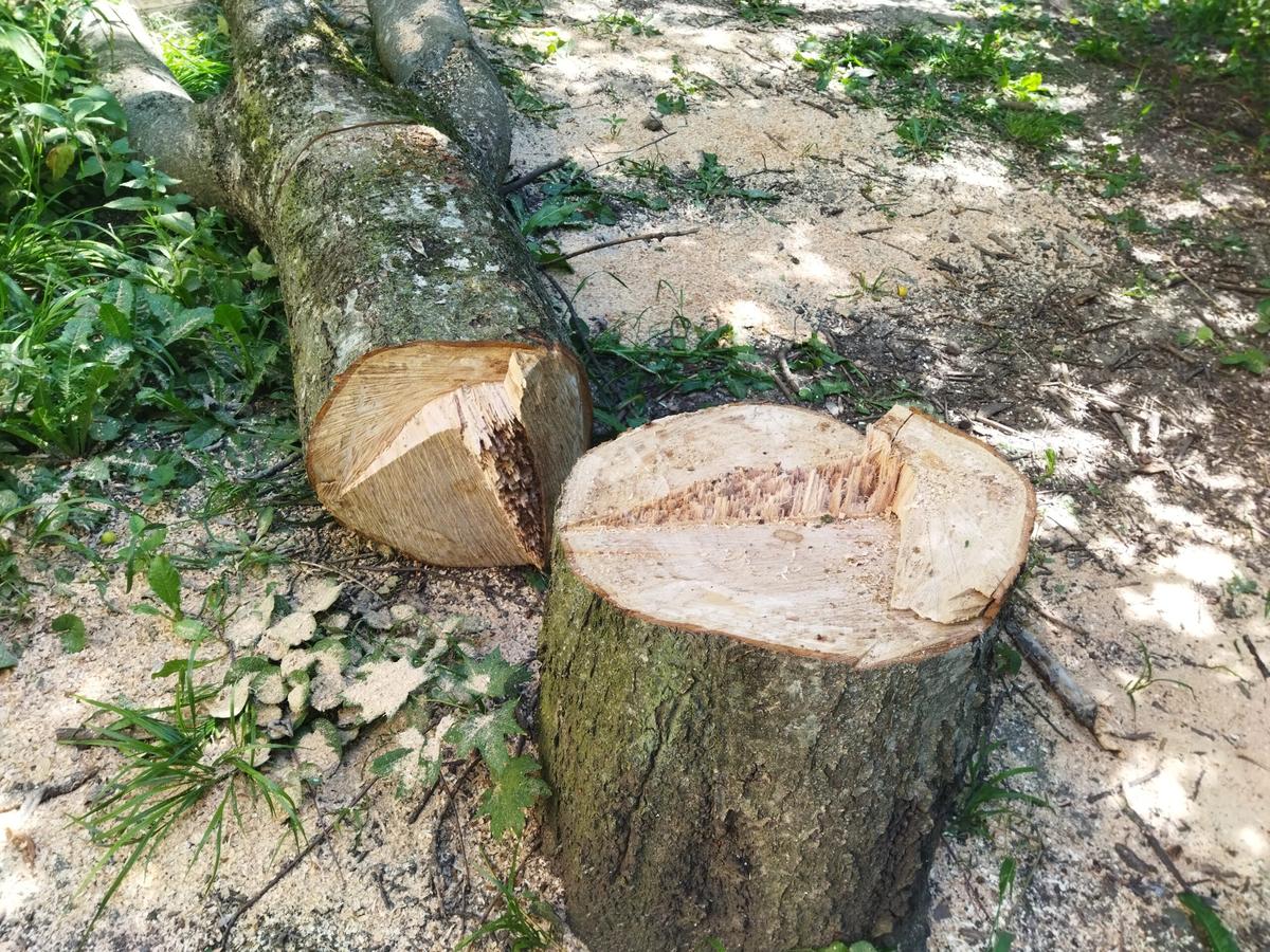 На Ставрополье дело о незаконной вырубке леса направили в суд