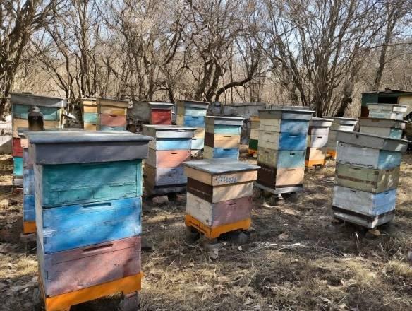 В Предгорном округе пасечники открыли сезон сбора меда