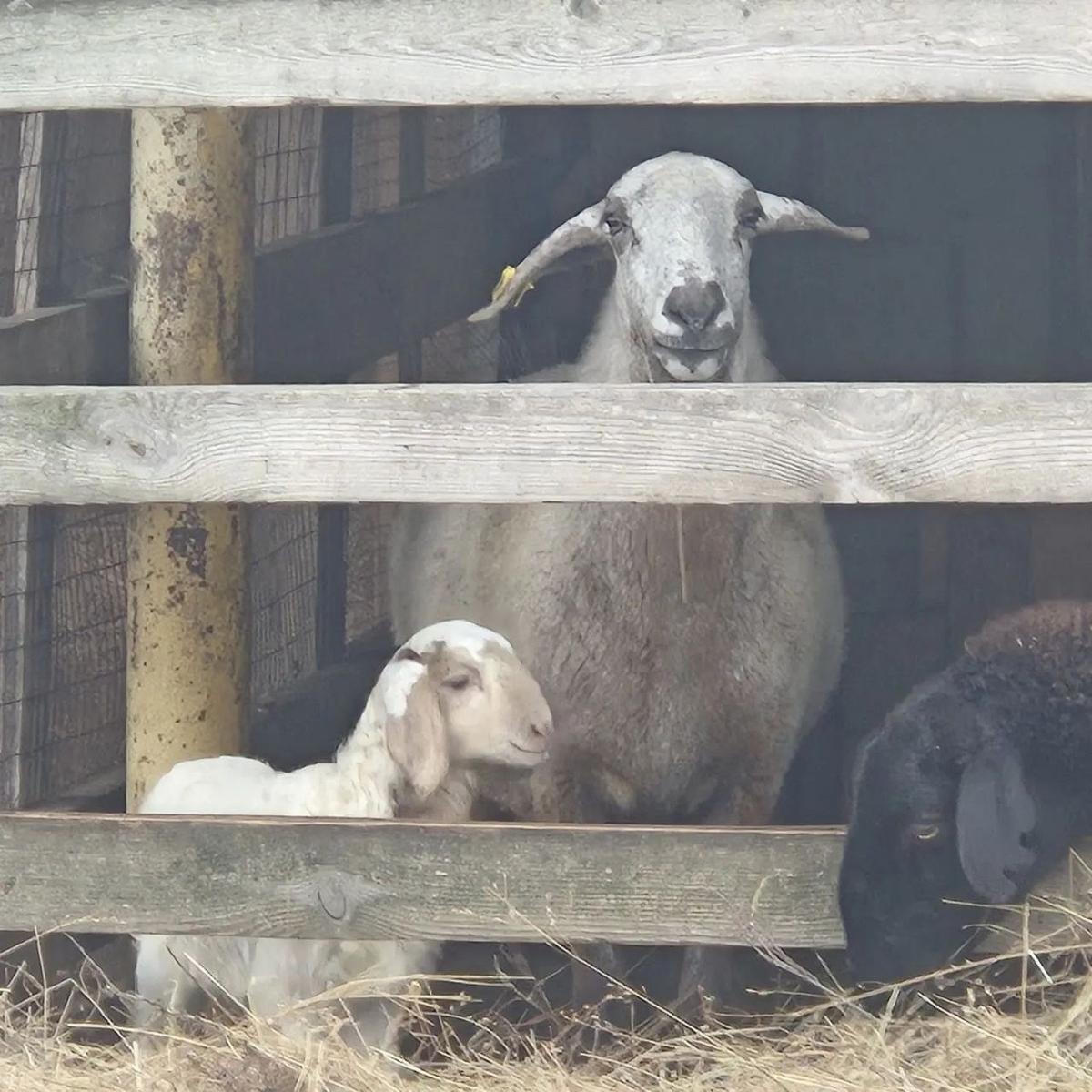 Окотная кампания началась в Минераловодском округе