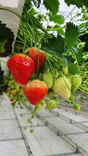 На Ставрополье собрали более 80 тонн клубники