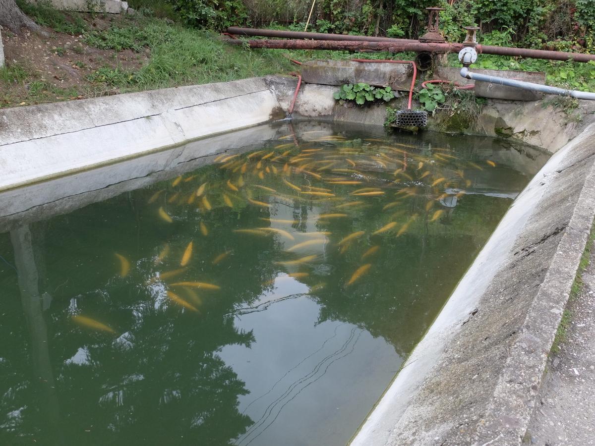 В Предгорном округе на треть возросло производство форели