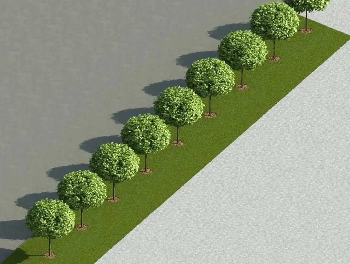 Почти три десятка взрослых кленов высадят на площади Ленина в Ставрополе