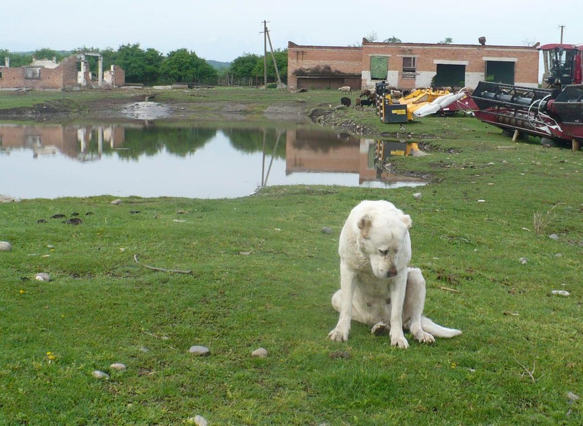Полиция прочесала окрестности и соседние улицы и отыскала собаку дамы в Грачёвке