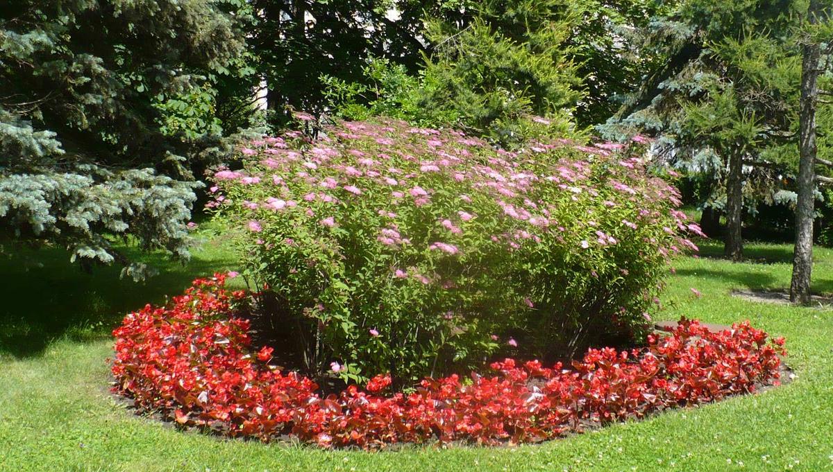 Ставропольцев просят не приносить из леса цветы во избежание заноса в них клещей